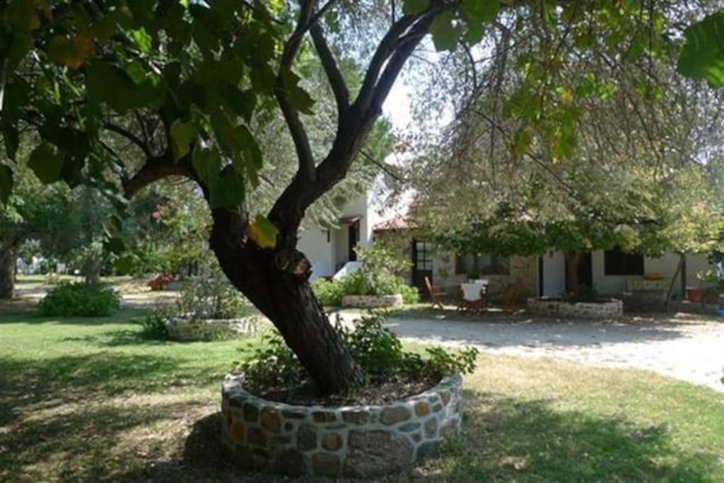 Traditionelles Appartement Athos Shadow Am Meer Paralia Sikias Ngoại thất bức ảnh